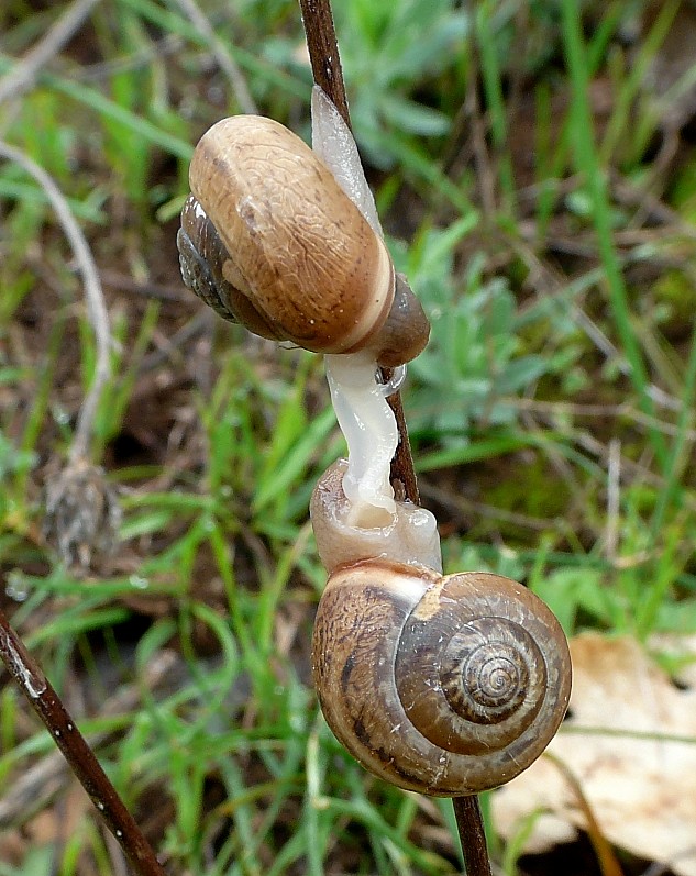 Accoppiamento di Monacha parumcincta